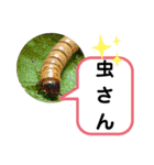 たけしのスタンプ その 24（個別スタンプ：20）