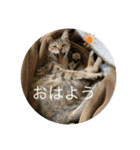 ねこ日常(ねこ版)（個別スタンプ：1）