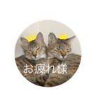 ねこ日常(ねこ版)（個別スタンプ：2）