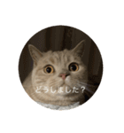 ねこ日常(ねこ版)（個別スタンプ：3）