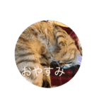 ねこ日常(ねこ版)（個別スタンプ：4）