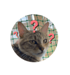 ねこ日常(ねこ版)（個別スタンプ：5）