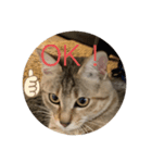 ねこ日常(ねこ版)（個別スタンプ：7）