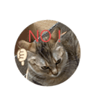 ねこ日常(ねこ版)（個別スタンプ：8）