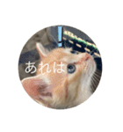 ねこ日常(ねこ版)（個別スタンプ：9）