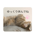 ねこ日常(ねこ版)（個別スタンプ：10）
