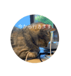 ねこ日常(ねこ版)（個別スタンプ：11）
