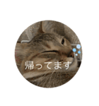 ねこ日常(ねこ版)（個別スタンプ：12）
