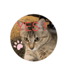 ねこ日常(ねこ版)（個別スタンプ：13）