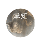 ねこ日常(ねこ版)（個別スタンプ：14）