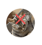 ねこ日常(ねこ版)（個別スタンプ：15）