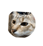 ねこ日常(ねこ版)（個別スタンプ：16）