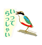 いつでも使えるとりさんたちのご挨拶（個別スタンプ：16）