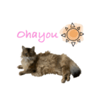 猫のかわいいスタンプ！！！（個別スタンプ：2）