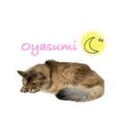 猫のかわいいスタンプ！！！（個別スタンプ：3）