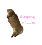 猫のかわいいスタンプ！！！（個別スタンプ：4）