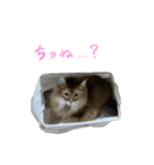 猫のかわいいスタンプ！！！（個別スタンプ：8）