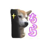 しばいぬなつさん（個別スタンプ：3）