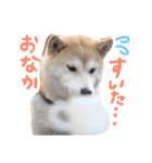 しばいぬなつさん（個別スタンプ：4）