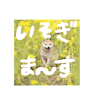 しばいぬなつさん（個別スタンプ：5）