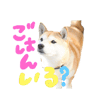 しばいぬなつさん（個別スタンプ：8）