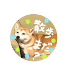 しばいぬなつさん（個別スタンプ：12）