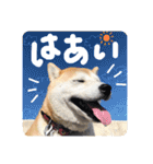 しばいぬなつさん（個別スタンプ：14）