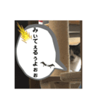 みゅうつーの普段遣いスタンプ（個別スタンプ：6）