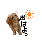 しょこち大好き（個別スタンプ：1）