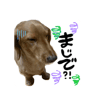 しょこち大好き（個別スタンプ：4）