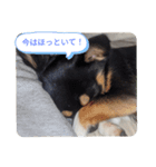 きぃくんの気持ち（個別スタンプ：3）