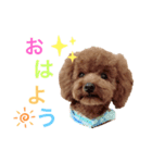 花虎(カトラ)のスタンプ（個別スタンプ：1）
