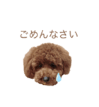 花虎(カトラ)のスタンプ（個別スタンプ：5）
