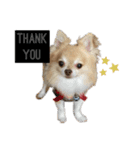 Van's stamp☆（個別スタンプ：3）