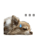 Van's stamp☆（個別スタンプ：24）