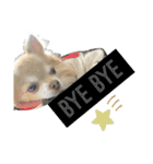 Van's stamp☆（個別スタンプ：32）