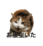 こむるるマラソン（個別スタンプ：6）