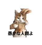 こむるるマラソン（個別スタンプ：8）