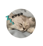 みにちゃんすたんぷ（個別スタンプ：1）