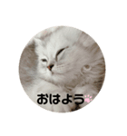 みにちゃんすたんぷ（個別スタンプ：3）
