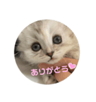 みにちゃんすたんぷ（個別スタンプ：6）