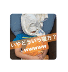 本田familyスタンプ第1（個別スタンプ：7）