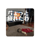 本田familyスタンプ第1（個別スタンプ：24）