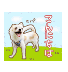 愛犬チワワのちくわ（個別スタンプ：1）