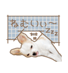 愛犬チワワのちくわ（個別スタンプ：2）