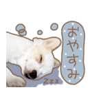 愛犬チワワのちくわ（個別スタンプ：3）