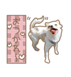 愛犬チワワのちくわ（個別スタンプ：4）