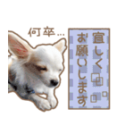 愛犬チワワのちくわ（個別スタンプ：5）