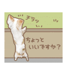 愛犬チワワのちくわ（個別スタンプ：7）