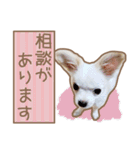 愛犬チワワのちくわ（個別スタンプ：8）